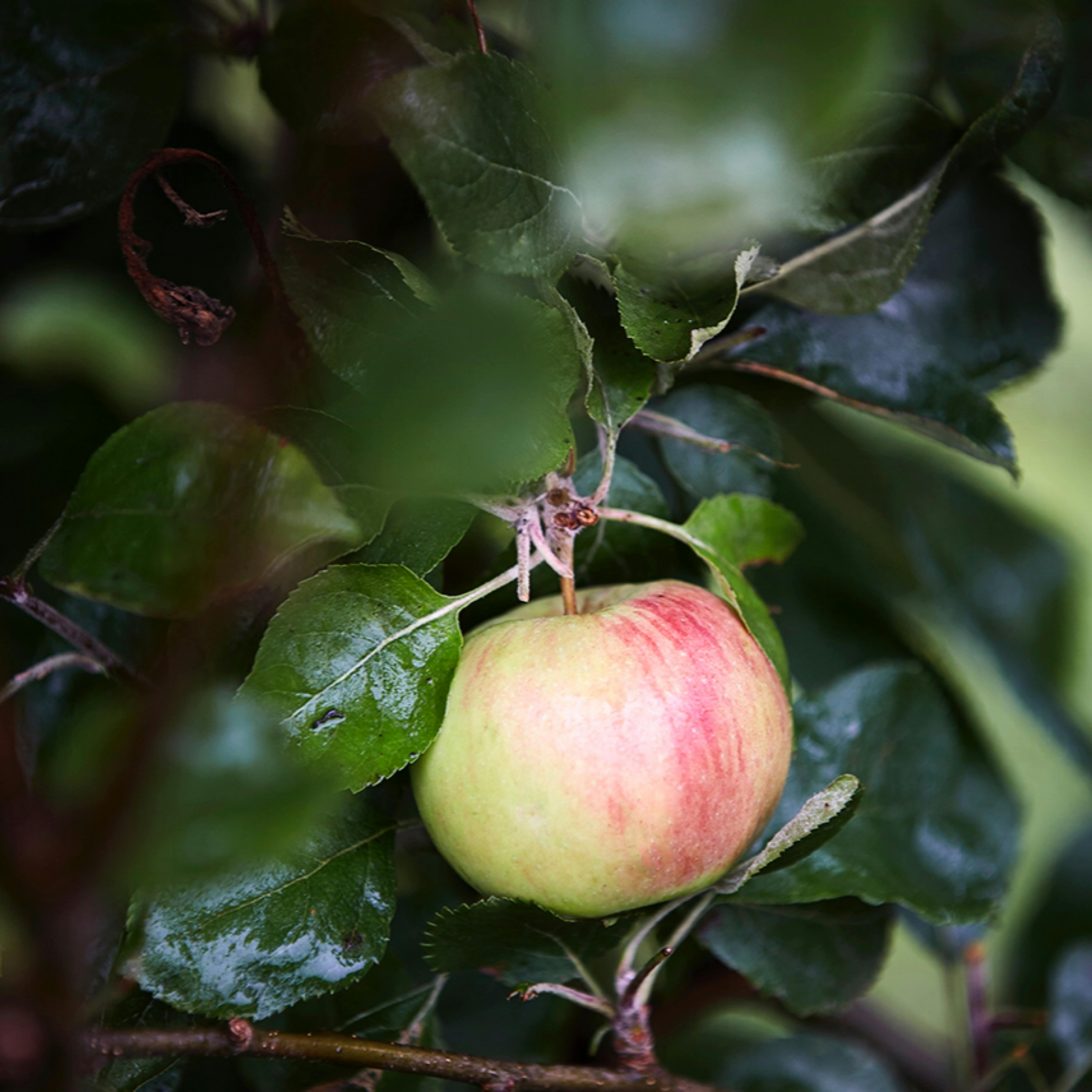 Waarom het mengen van appelrassen essentieel is voor kwaliteitscider